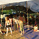 Ozora Festival 2009 - 11 au 16 aot 2009 - Ozora (Hongrie) (Ph. Tris)